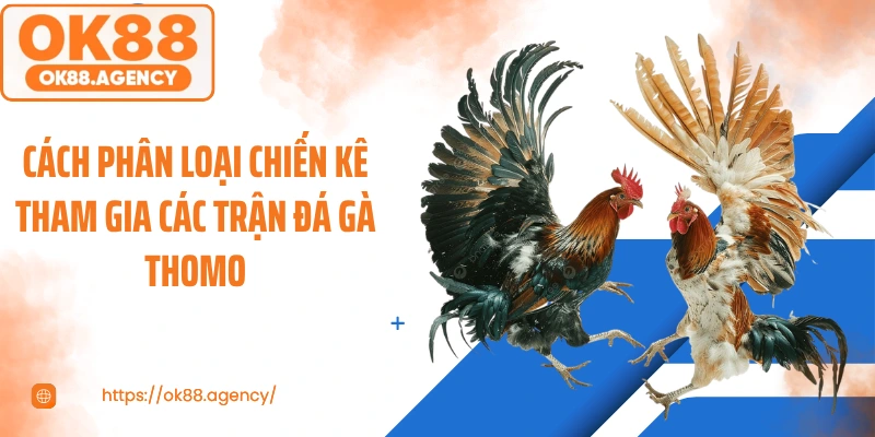 Cách phân loại chiến kê tham gia các trận đá gà thomo
