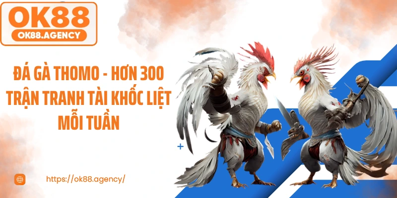 Đá Gà Thomo - Hơn 300 Trận Tranh Tài Khốc Liệt Mỗi Tuần