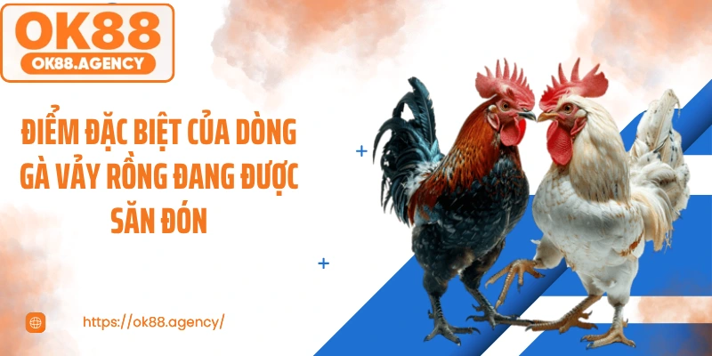 Điểm đặc biệt của dòng gà vảy rồng đang được săn đón