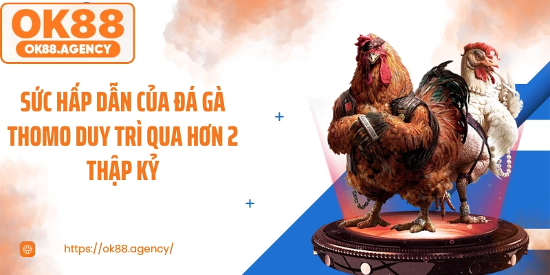 Sức hấp dẫn của đá gà thomo duy trì qua hơn 2 thập kỷ