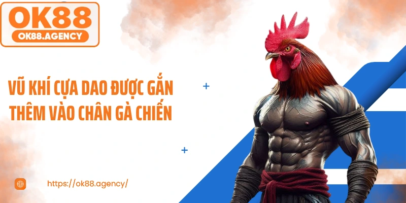 Vũ khí cựa dao được gắn thêm vào chân gà chiến